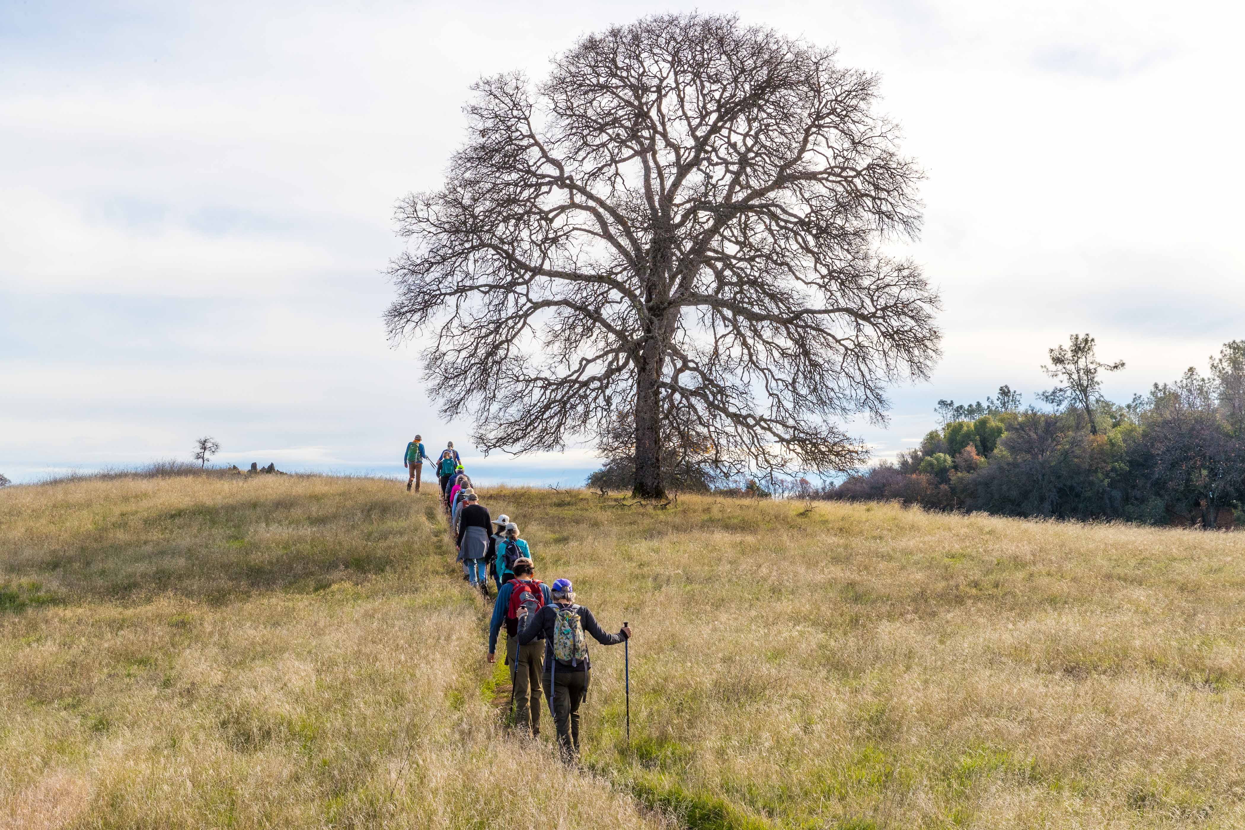Line of hikers on a single track trail in oak woodland. 
